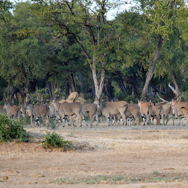The park has been designated a World Heritage Site…