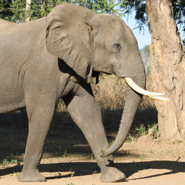 …together with healthy populations of a wide range of large mammals…