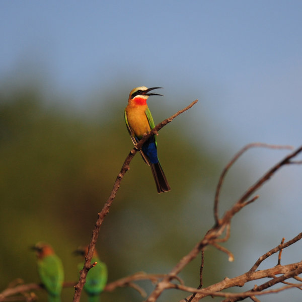 …bird species and aquatic wildlife