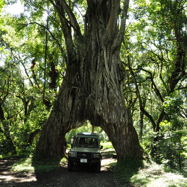 One of the best ways to explore the park is by 4WD; here you can see the famous fig tree.