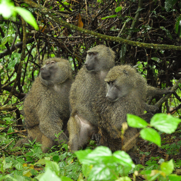 The forests are also rich with primates such as these baboons.