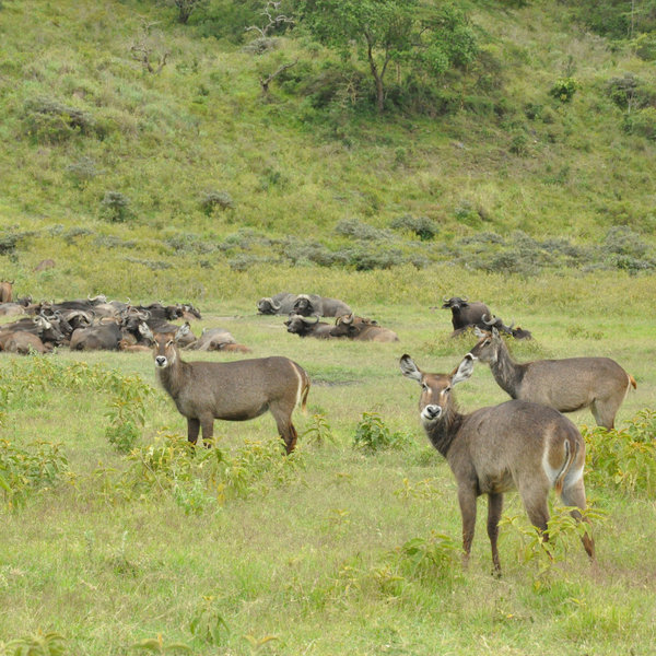 Arusha national park has a reasonable population of plains game…