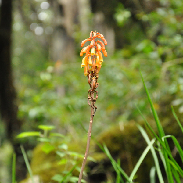 …but it's abundant with vegetation.