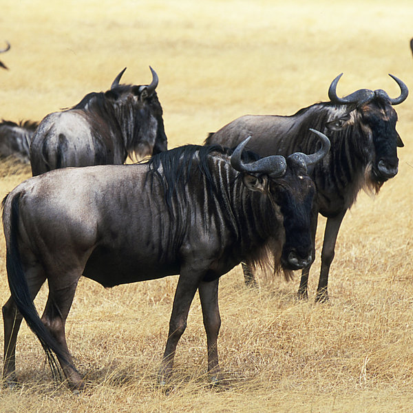... such as large herds of wildebeest and zebra ...