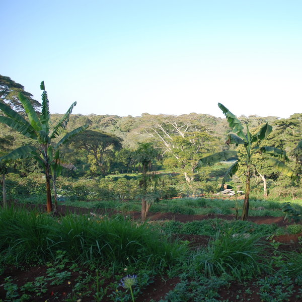 ... some were previously coffee plantations ...