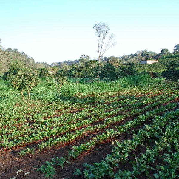...while others continue to be working farms...