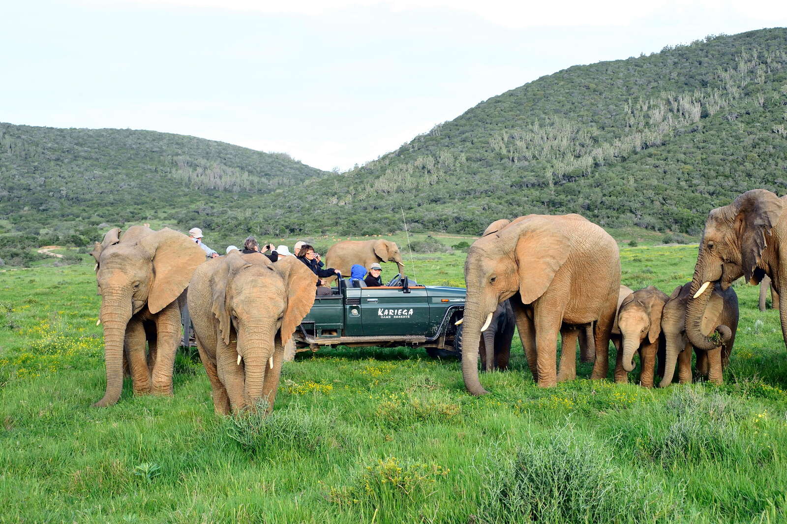 kariega safari park south africa