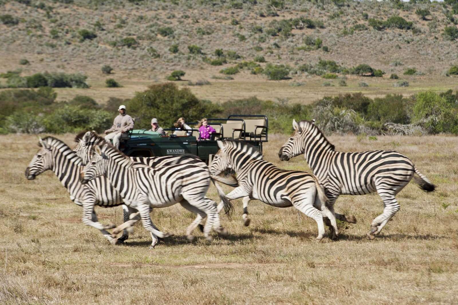 wildlife tourism south africa