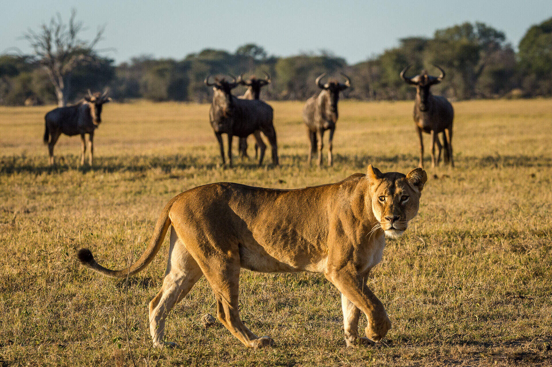 zimbabwe safari