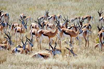 Kgalagadi Transfrontier Park