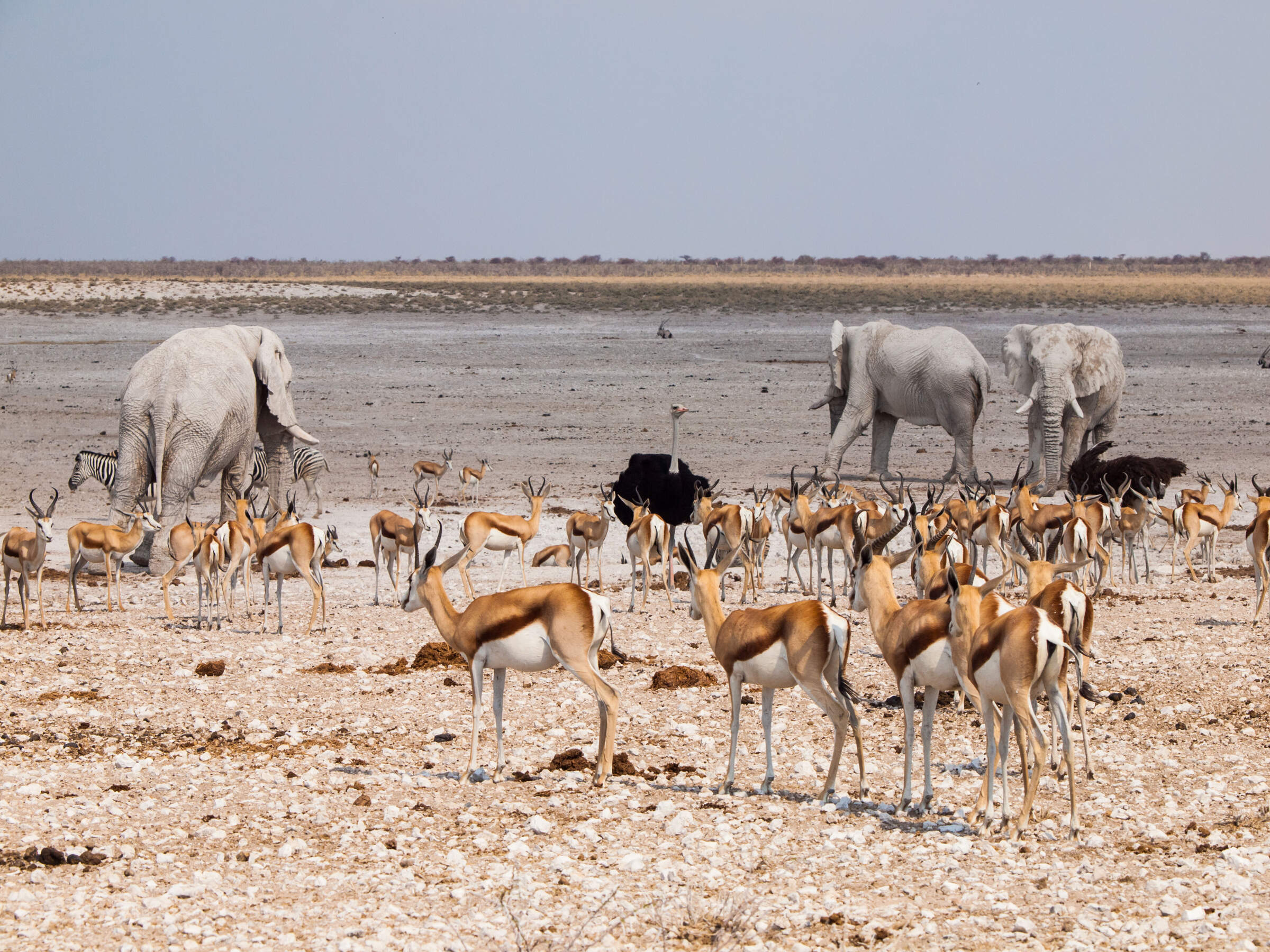 Taleni Etosha Village Etosha National Park Namibia Expert Africa