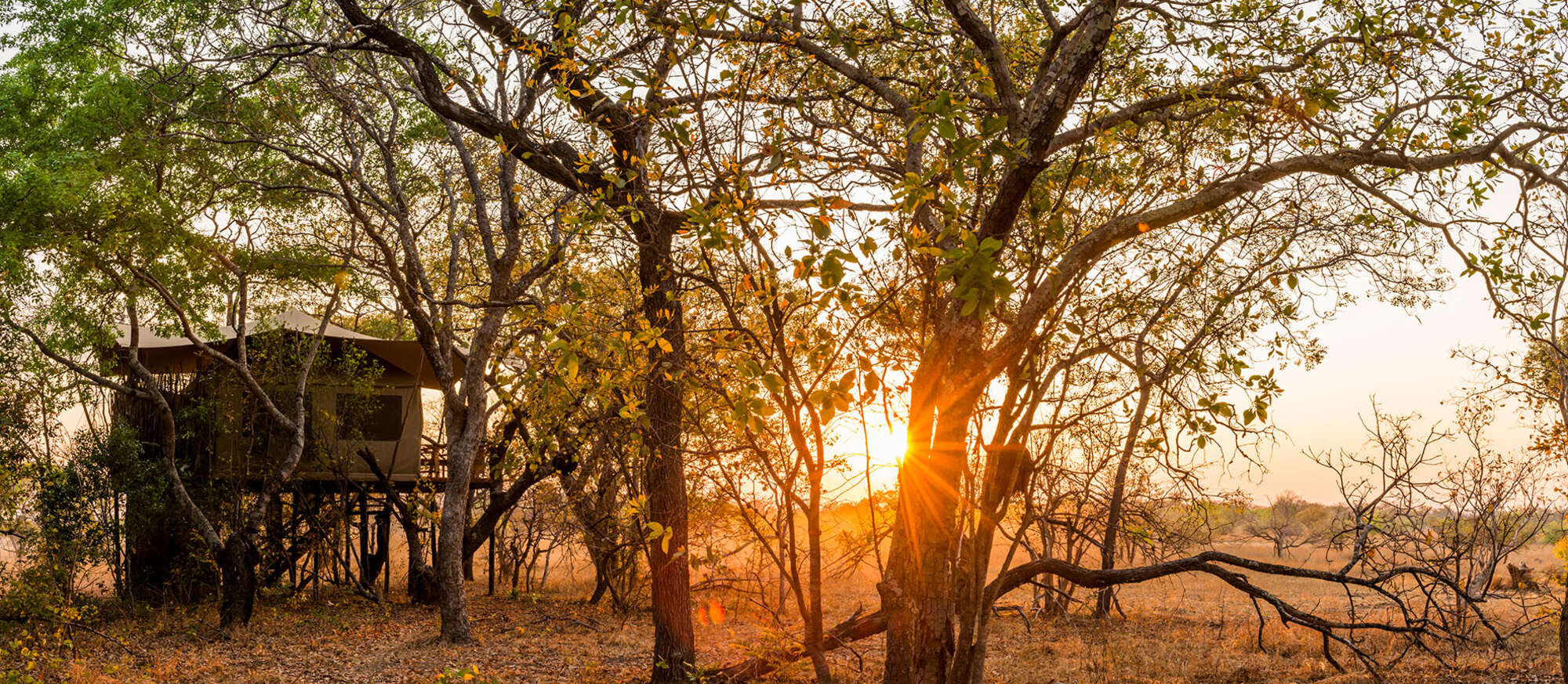 Fig Tree Camp