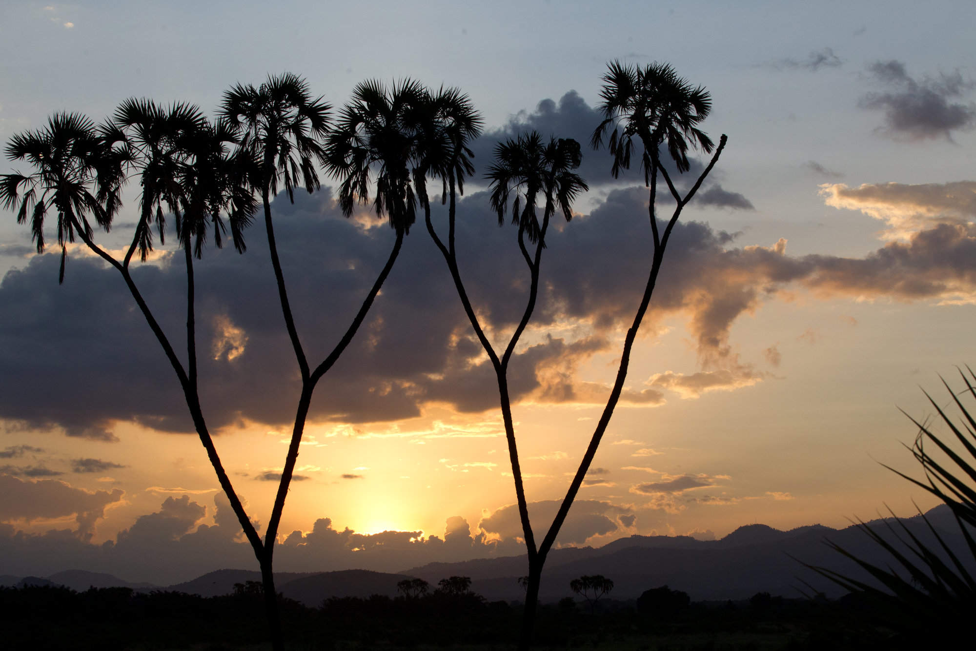 Meru National Park