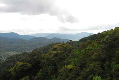 Nyungwe Forest National Park