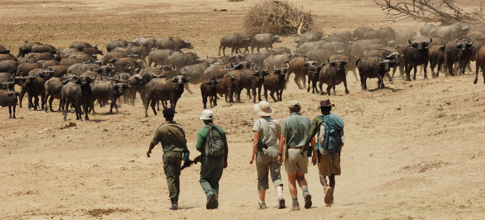 walking safari zambia