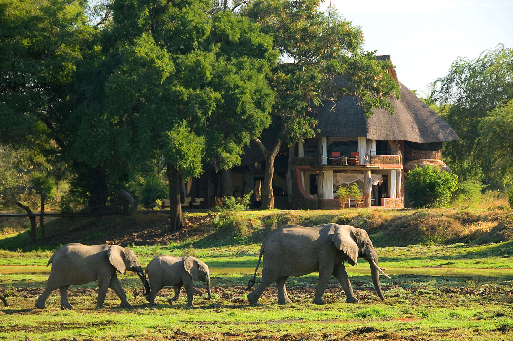safari por zambia