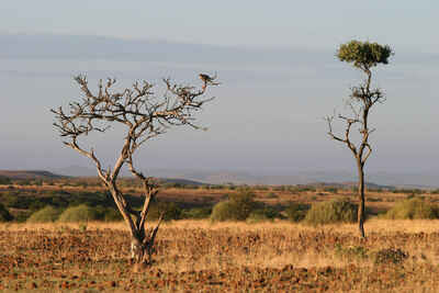 Etendeka Mountain Camp