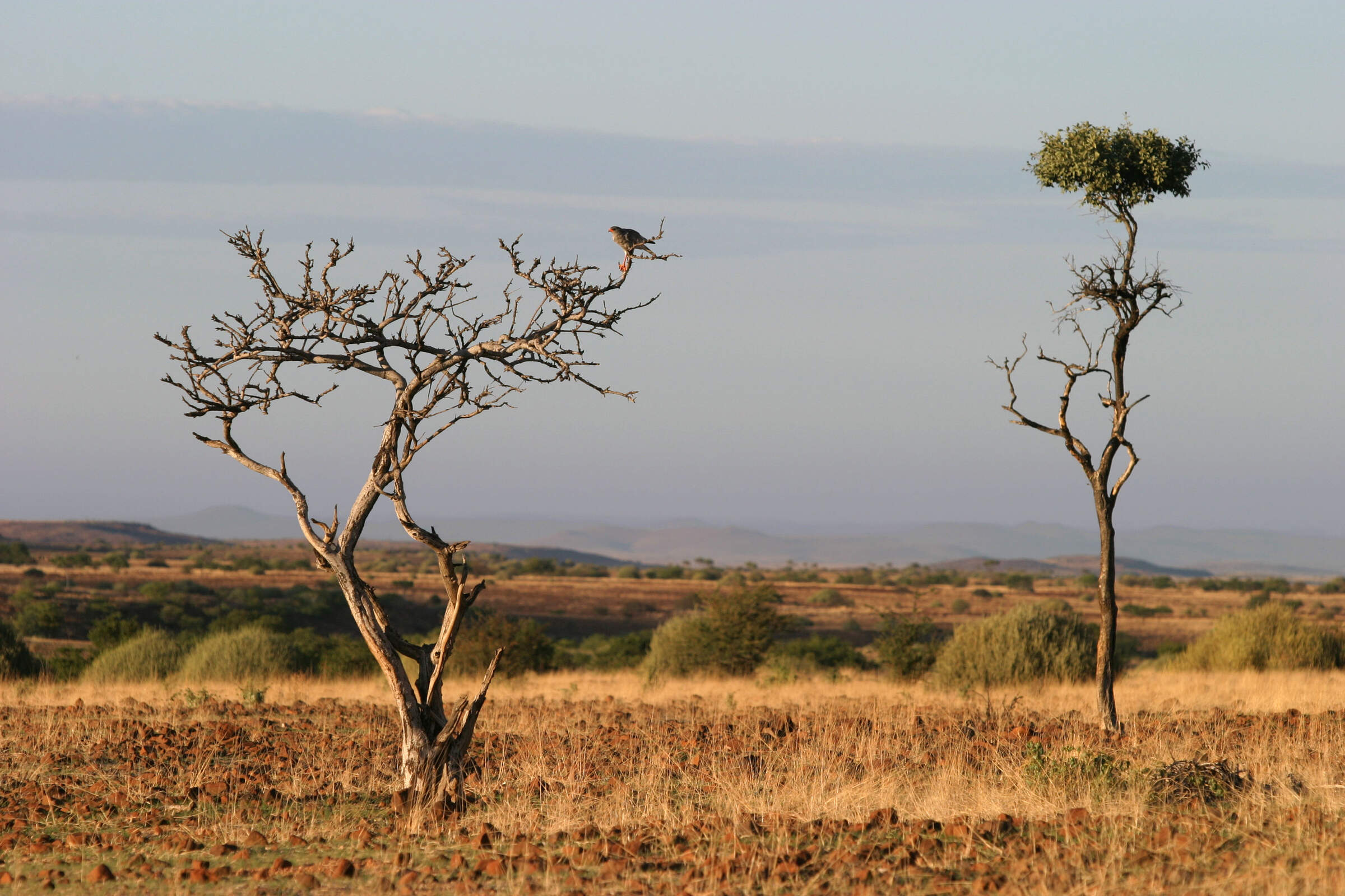 Etendeka Mountain Camp