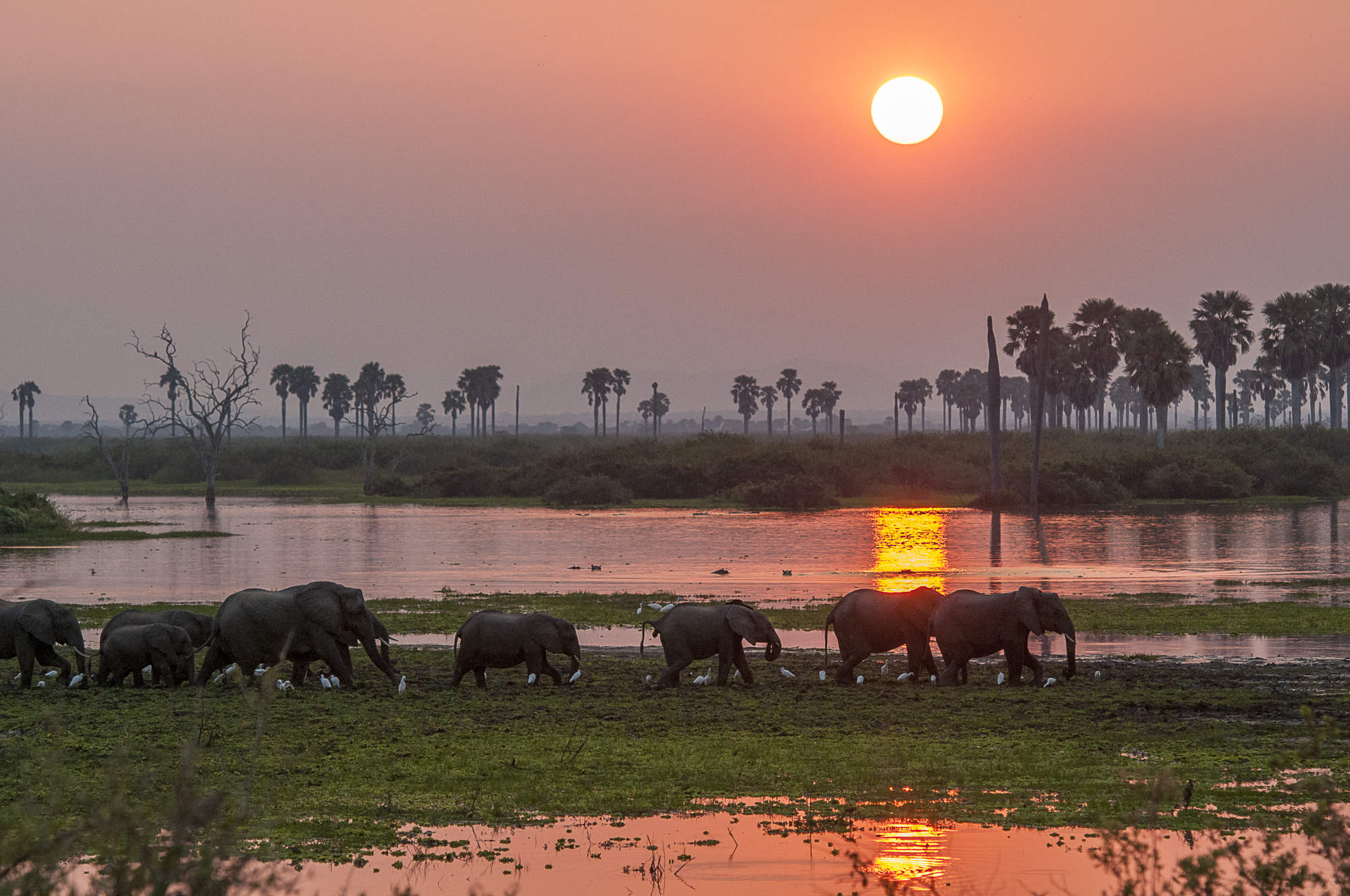 safari selous tanzanie