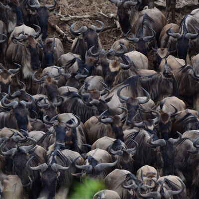 Mara Intrepids