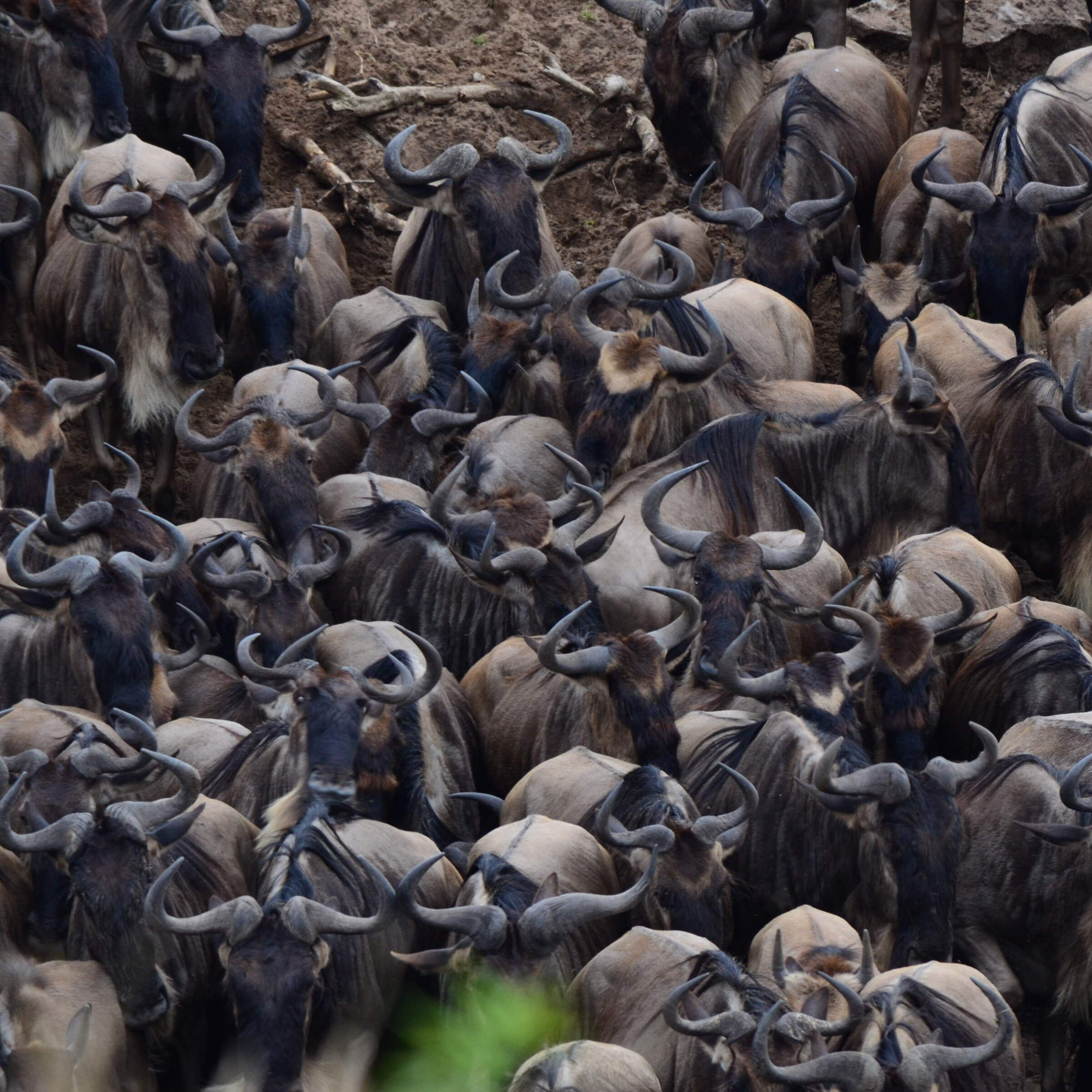 Mara Intrepids