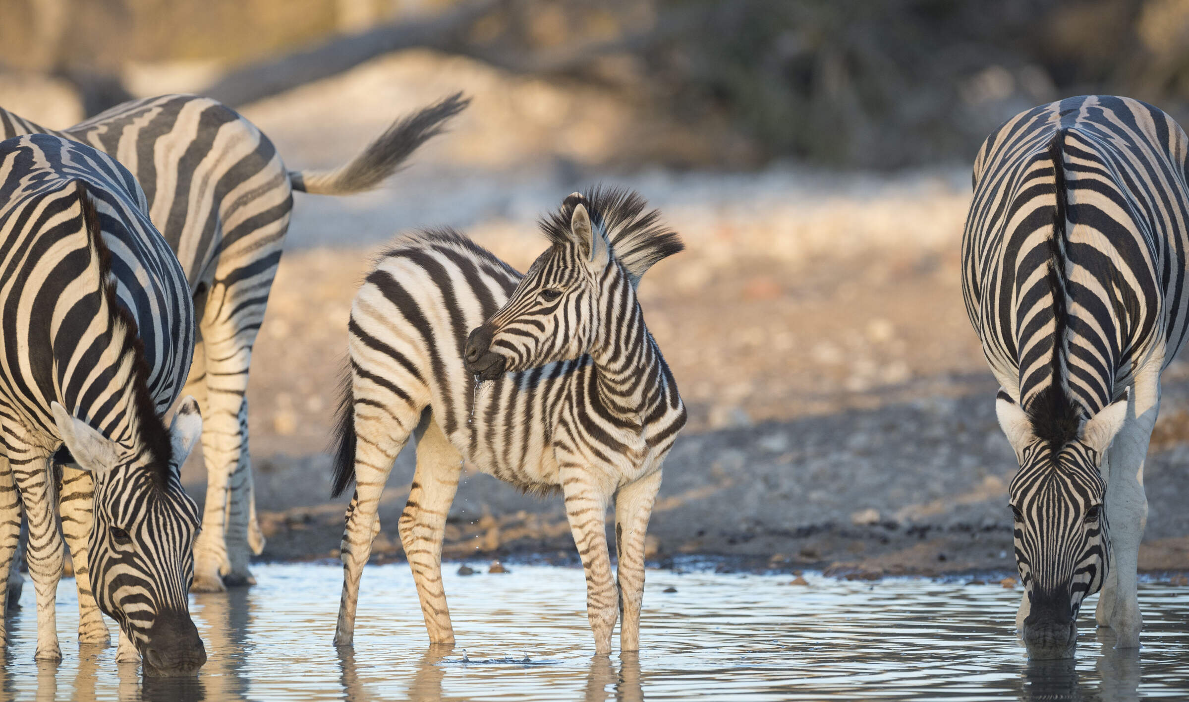 Best Wildlife Safaris in Africa | Expert Africa