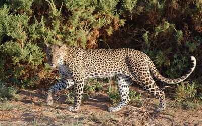 Samburu National Reserve