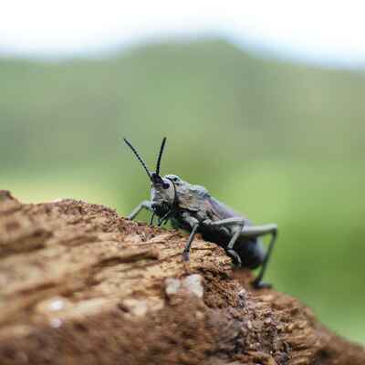 Marsabit Lodge