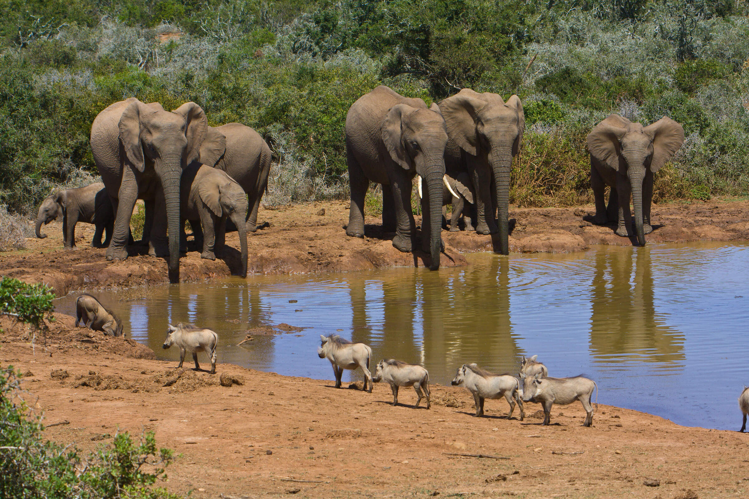 Addo Elephant National Park