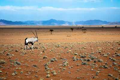 Namib Naukluft Lodge