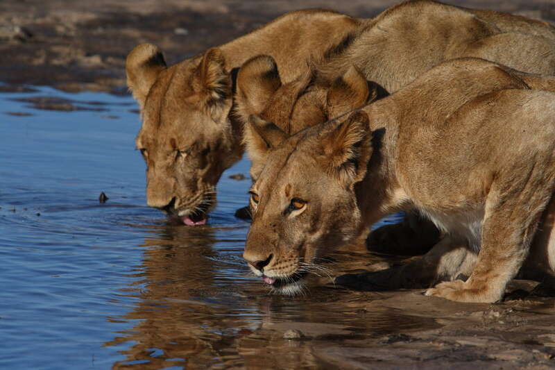 Savute Safari Lodge