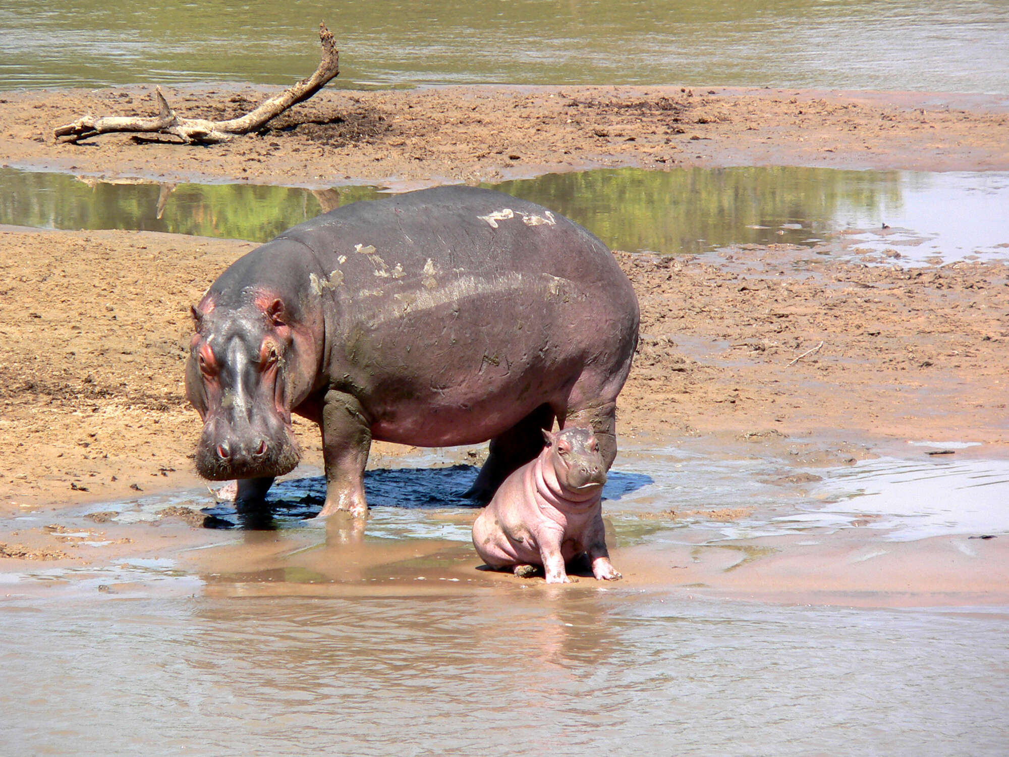 Wildlife safaris in Zambia | Expert Africa