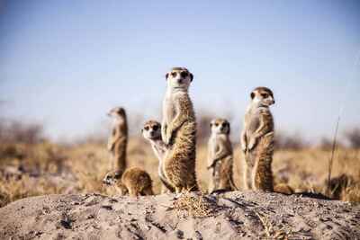 Kalahari's Salt Pans