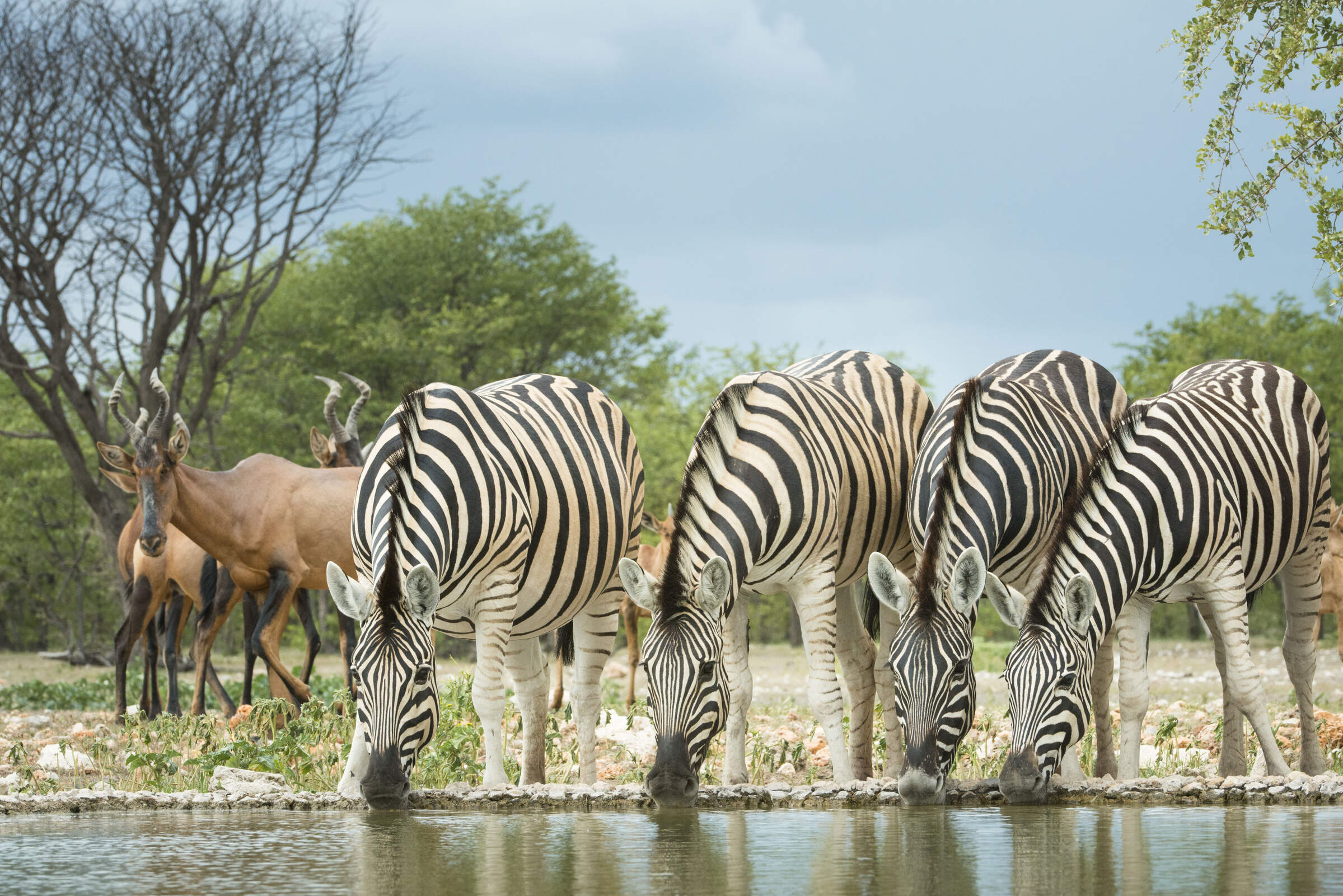 Etosha National Park | Namibia holidays & safaris