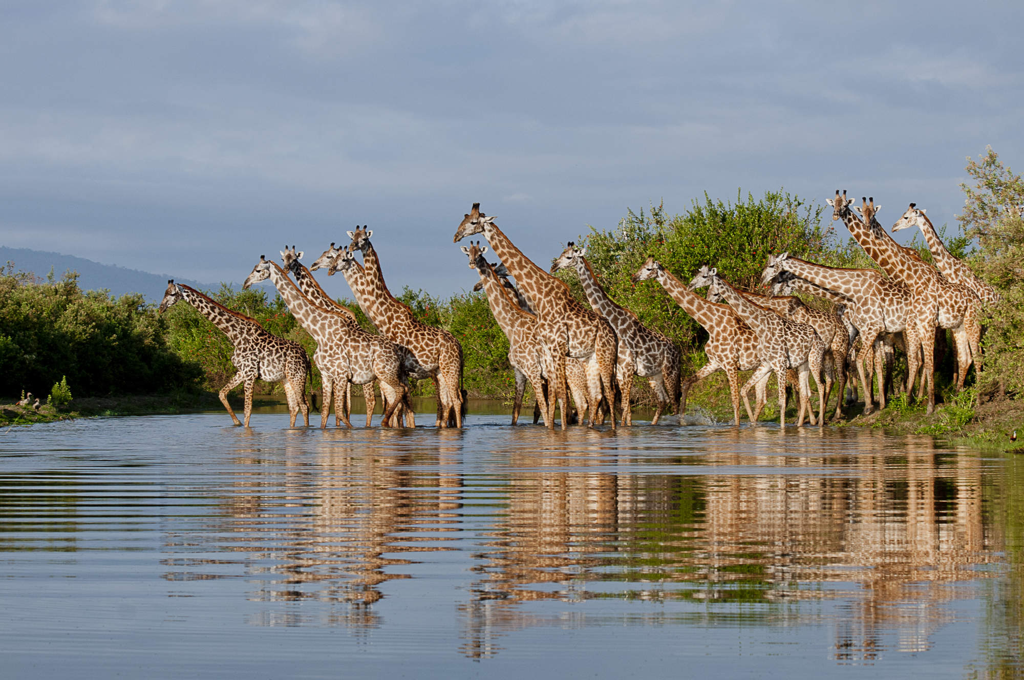 selous safari