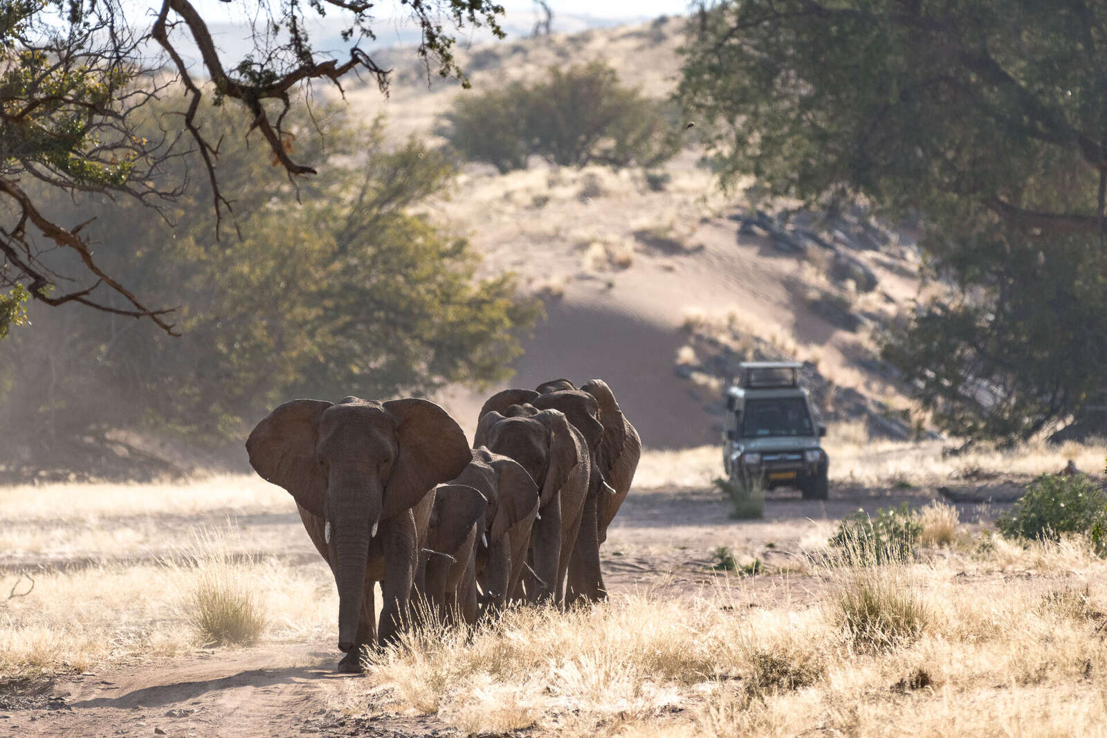namibia safari angebot outback africa