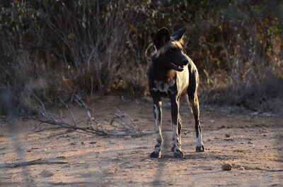 Laikipia Wilderness