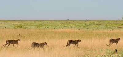 Matamanene Camp