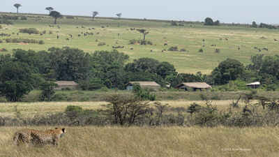 Porini Lion Camp