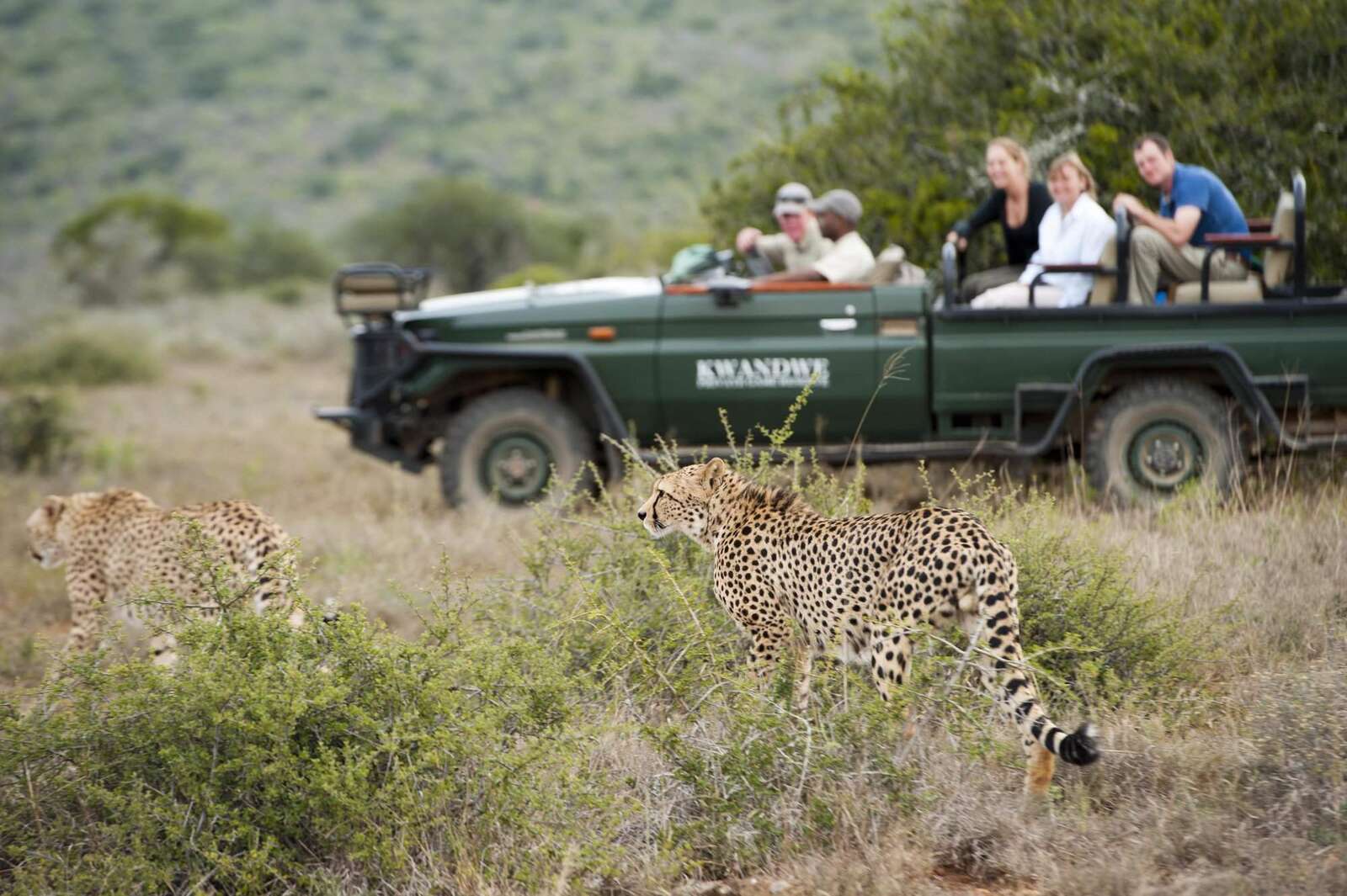 safari in south africa in february