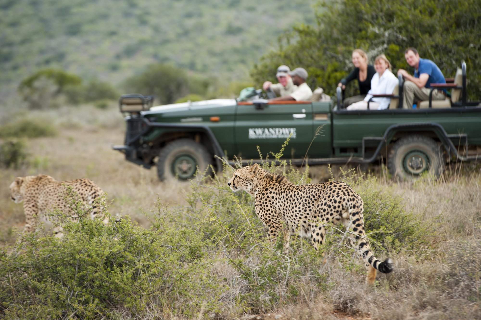 wildlife safari in south africa