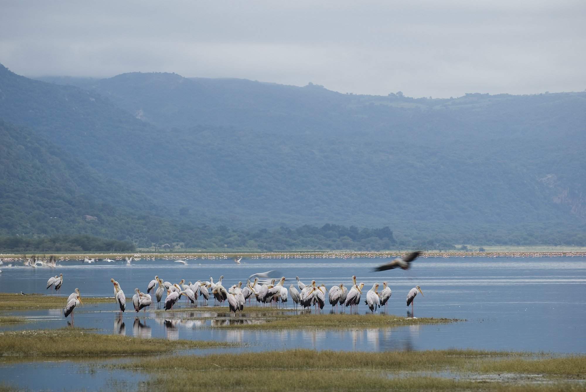 Lake Manyara Green Camp