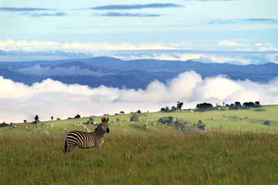 Nyika Plateau