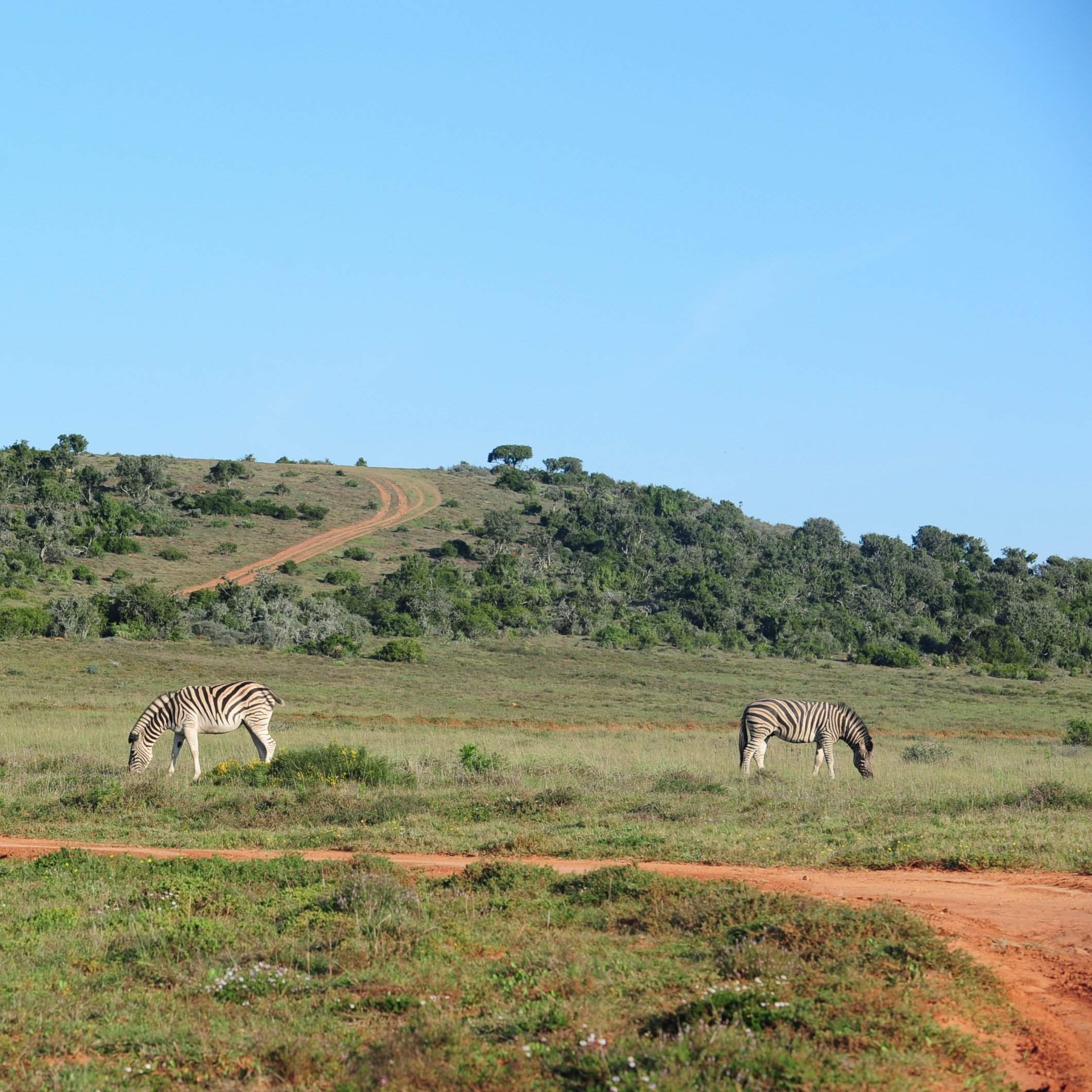 Shamwari Game Reserve