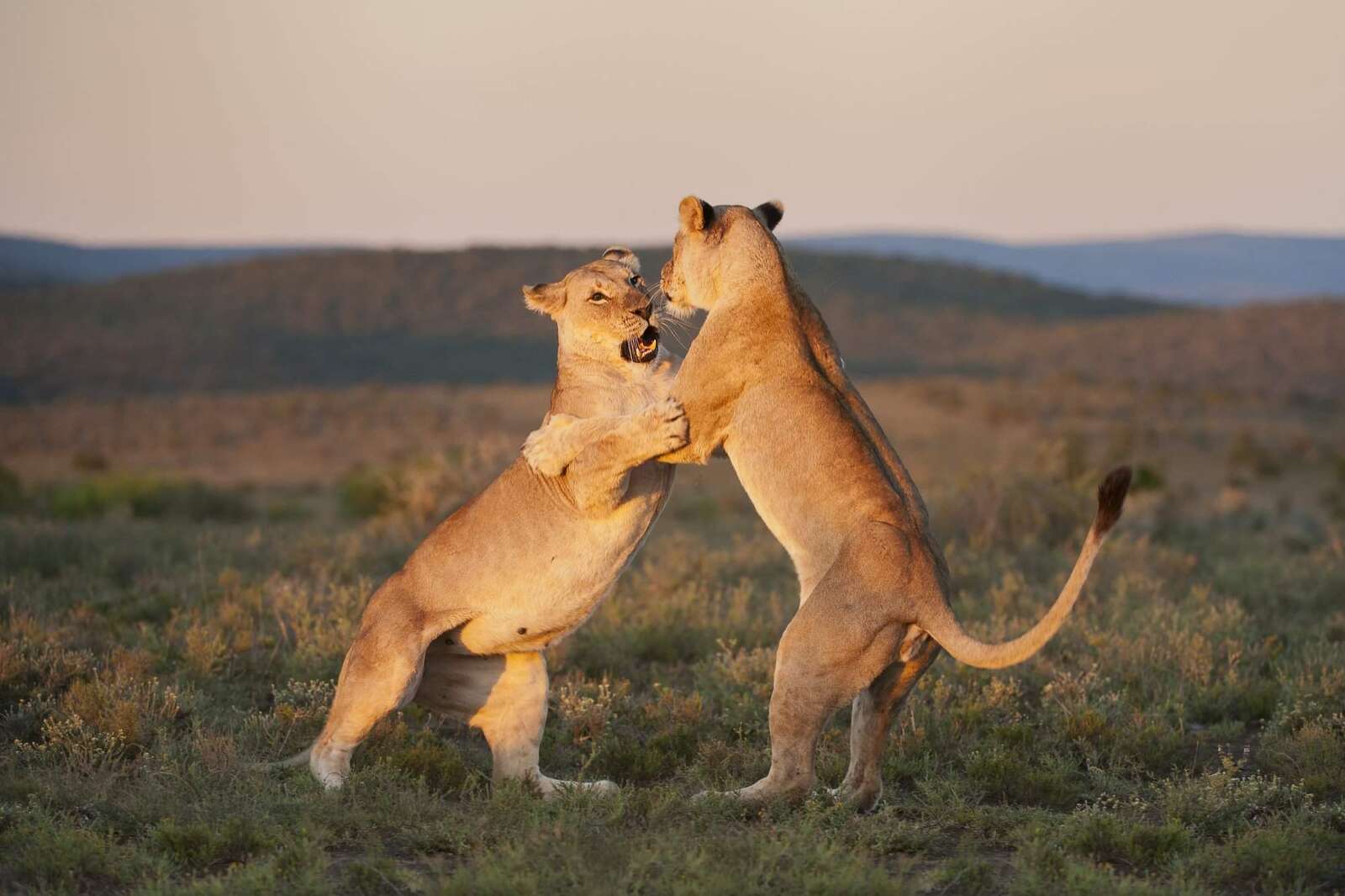 wildlife safari in africa wildlife safari in africa