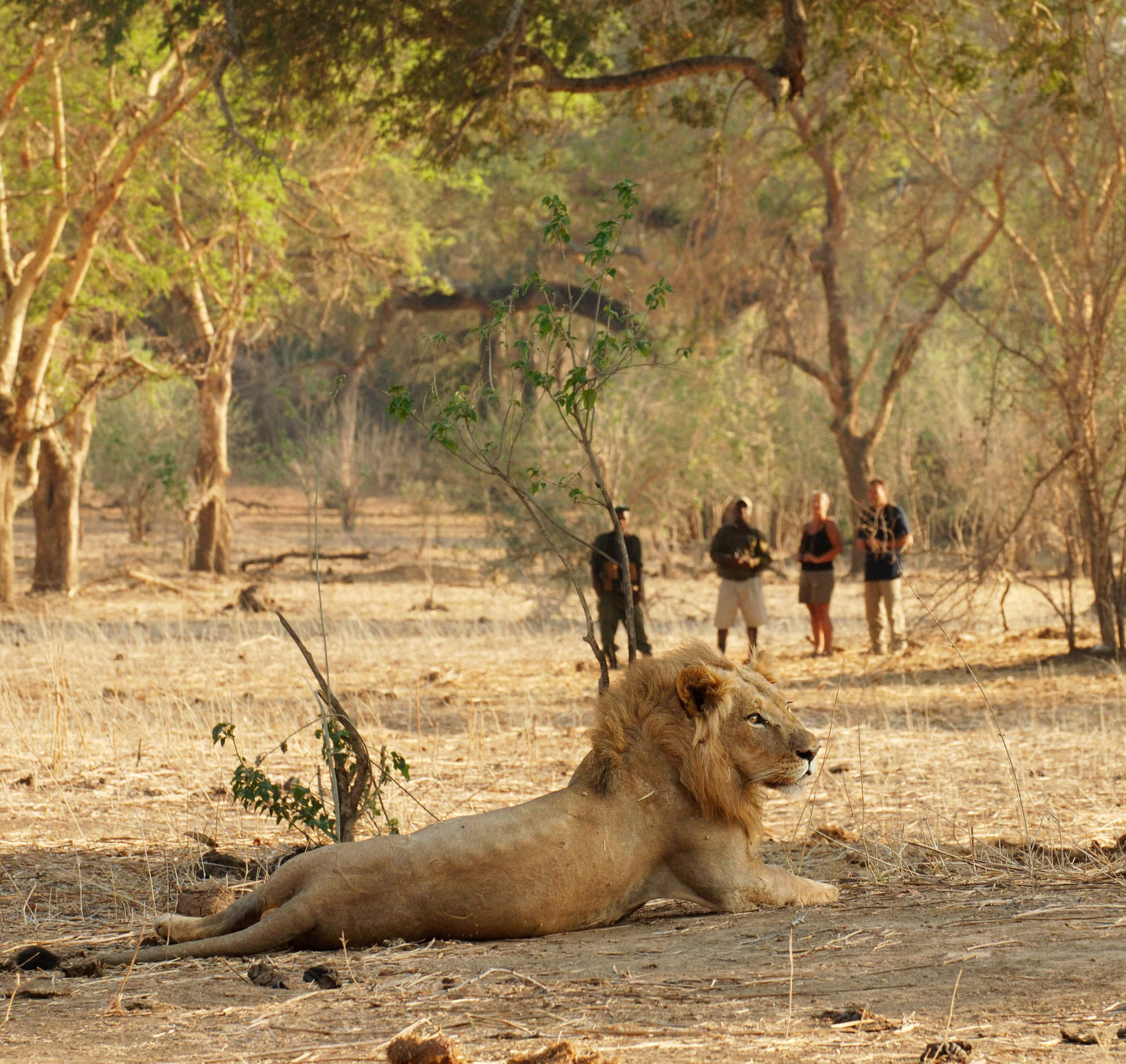 walking safari zambia