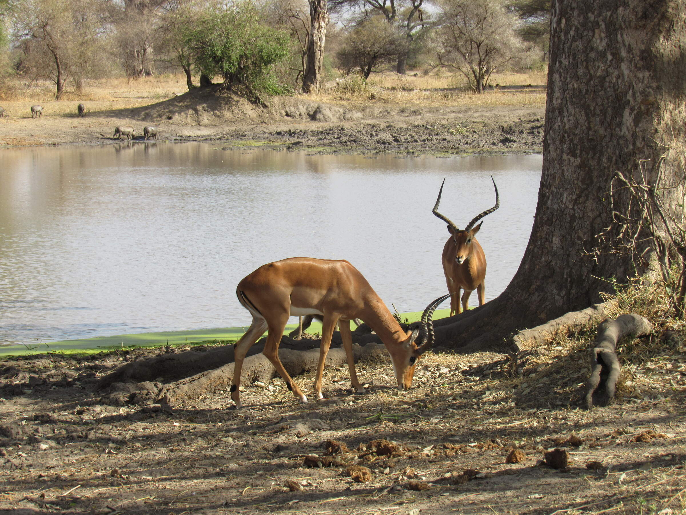 Reference map of Tarangire National Park | Tanzania | Expert Africa