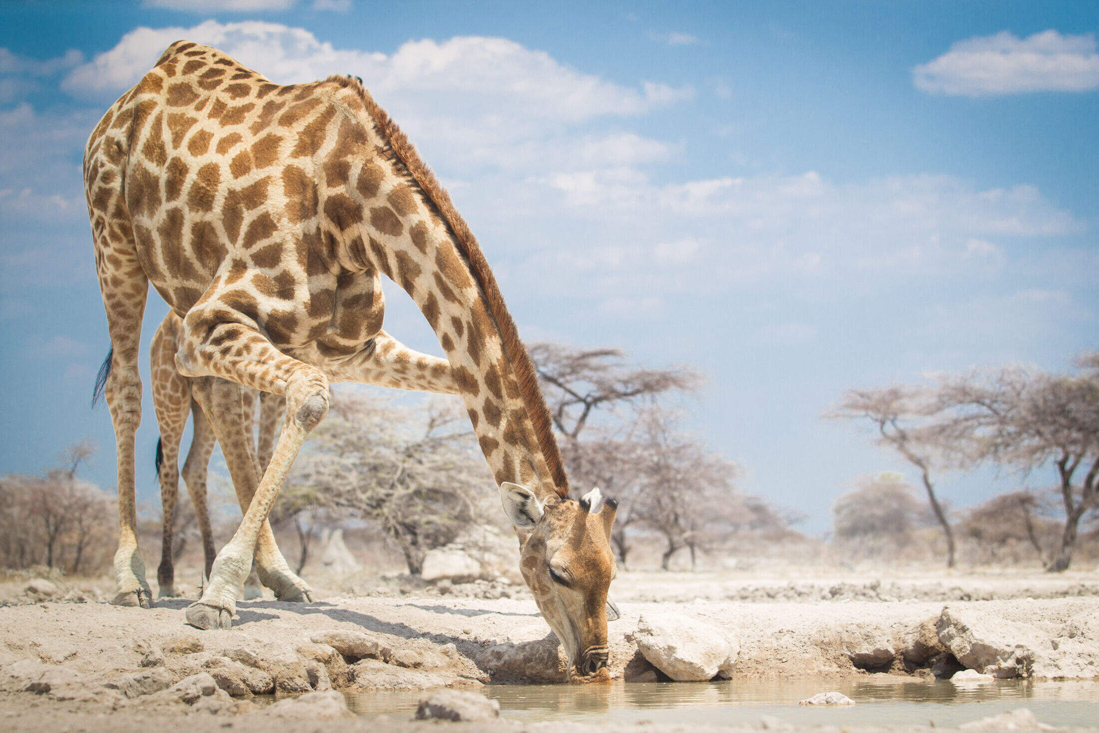 Etosha National Park