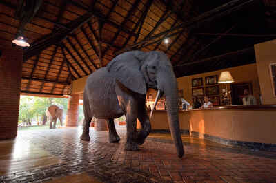 Mfuwe Lodge