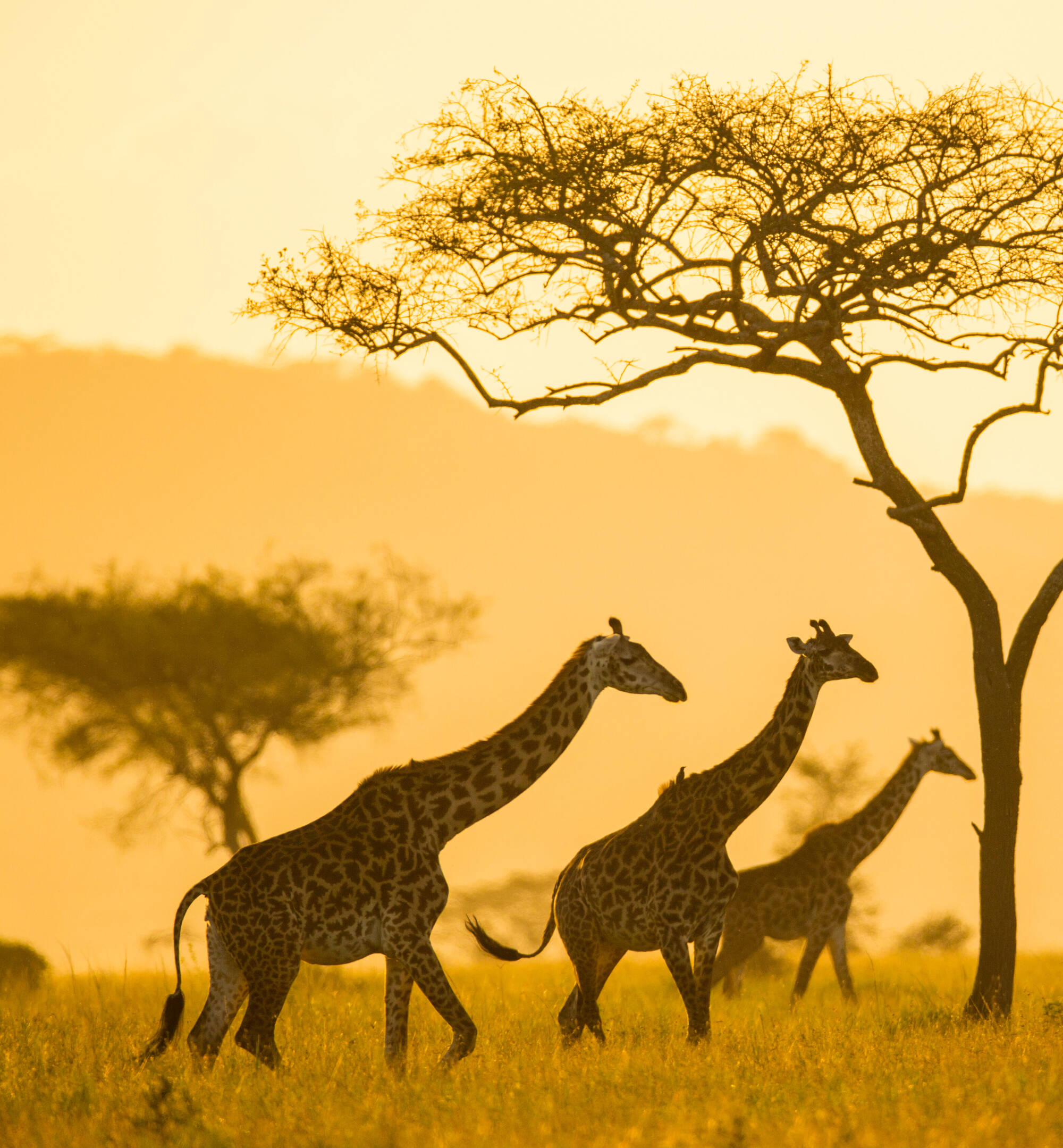 Africa safari holidays